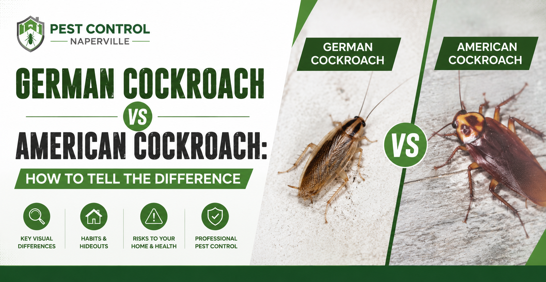 German Cockroach vs American Cockroach How to Tell the Difference