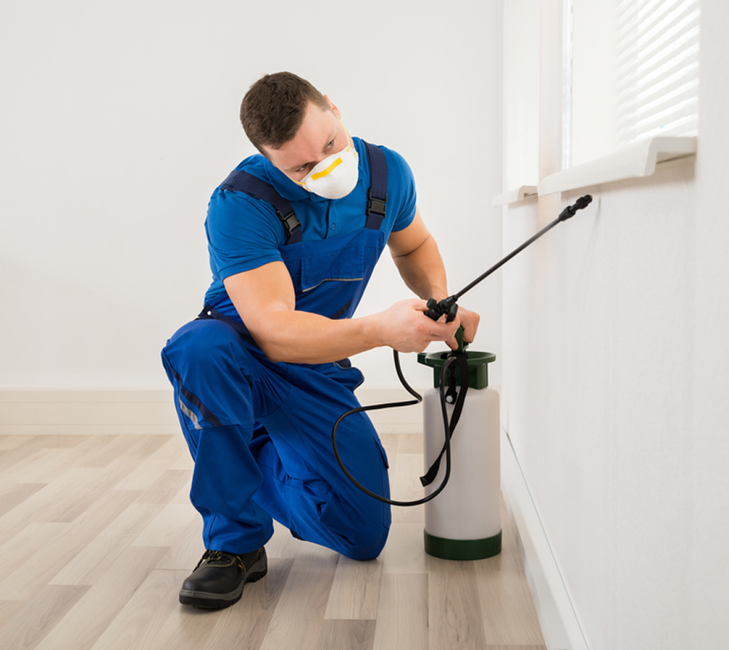 Licensed exterminator treating rodent and termite issues in Warrenville Illinois